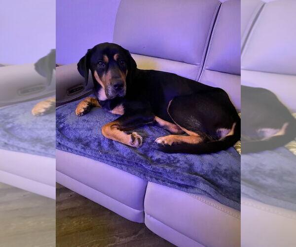 Medium Photo #2 Mutt Puppy For Sale in Evansville, IN, USA