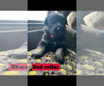 Puppy Red Collar German Shepherd Dog