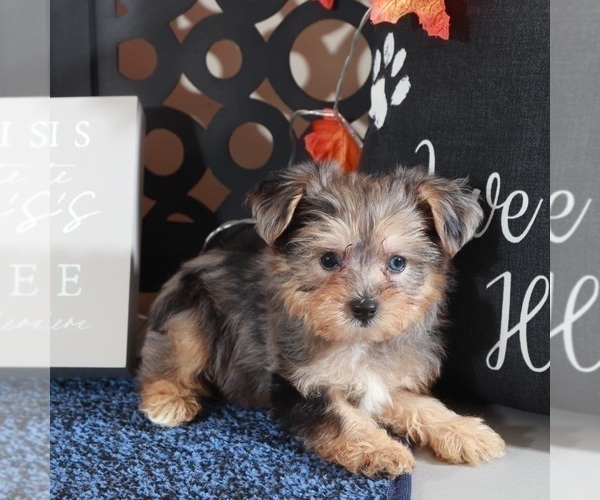 Medium Photo #3 Poodle (Toy)-Yorkshire Terrier Mix Puppy For Sale in MOUNT VERNON, OH, USA