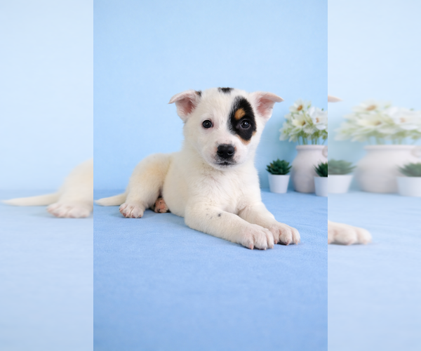 Medium Photo #3 Australian Cattle Dog Puppy For Sale in GREENFIELD, IN, USA
