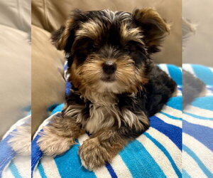 Mutt Dogs for adoption in Boca Raton, FL, USA