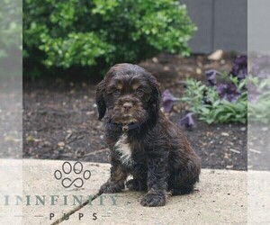 Cocker Spaniel Puppy for sale in NARVON, PA, USA