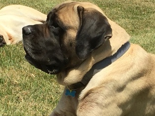 Father of the Mastiff puppies born on 06/06/2016