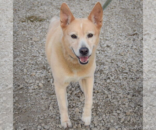 Medium Photo #4 German Shepherd Dog-Unknown Mix Puppy For Sale in Huntley, IL, USA