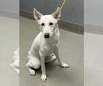 Small Siberian Husky Mix