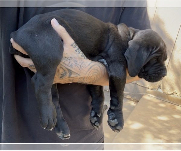 Medium Photo #1 Cane Corso Puppy For Sale in RIDGEWAY, VA, USA