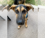 Small #2 German Shepherd Dog-Great Dane Mix