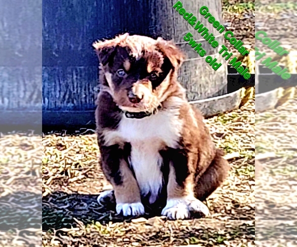 Medium Photo #5 Border Collie Puppy For Sale in BYBEE, TN, USA