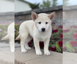 Shiba Inu Puppy for sale in CANOGA, NY, USA