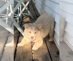 Small #1 Chow Chow-Siberian Husky Mix