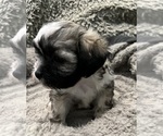Small Photo #54 Zuchon Puppy For Sale in RENO, NV, USA