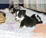 Small Photo #9 Aussie-Corgi-Miniature Australian Shepherd Mix Puppy For Sale in LIND, WA, USA