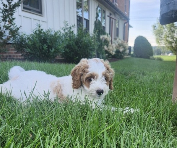 Medium Photo #3 Cockapoo-Poodle (Miniature) Mix Puppy For Sale in NEW PROVIDNCE, PA, USA