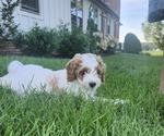 Small #2 Cockapoo-Poodle (Miniature) Mix