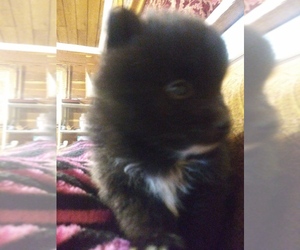 Pomeranian Puppy for sale in PAIGE, TX, USA