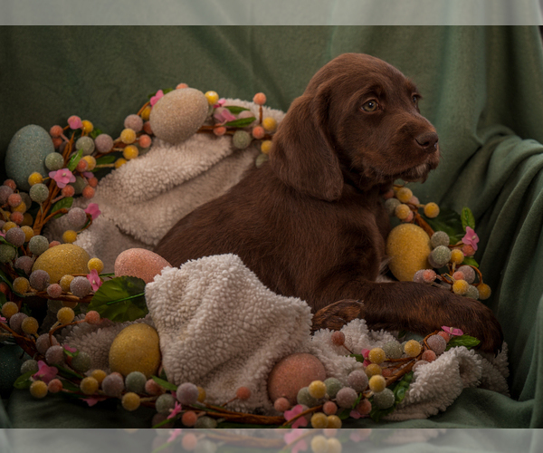 Medium Photo #5 Labradoodle Puppy For Sale in DEEPWATER, MO, USA