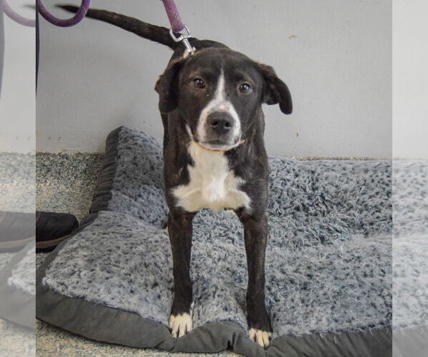 Medium Photo #4 American Staffordshire Terrier-Unknown Mix Puppy For Sale in Huntley, IL, USA