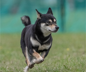 Mother of the Shiba Inu puppies born on 02/26/2026