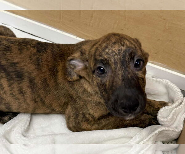 Medium Photo #3 Collie-German Shepherd Dog Mix Puppy For Sale in Mechanicsburg, PA, USA