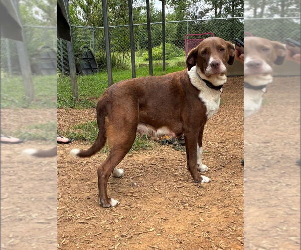 Medium Photo #1 Labrador Retriever-Unknown Mix Puppy For Sale in Sparta, TN, USA
