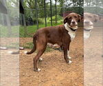 Small Labrador Retriever Mix