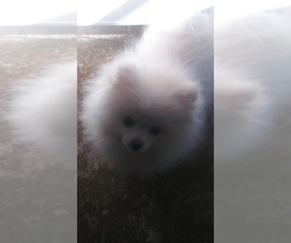 Medium Photo #2 Pomeranian Puppy For Sale in TITUSVILLE, FL, USA