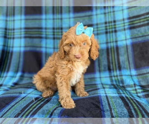 Medium Photo #6 Cock-A-Poo Puppy For Sale in LAKELAND, FL, USA