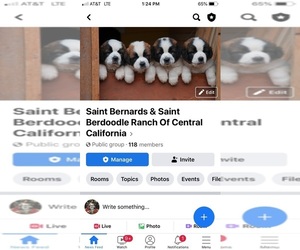 Saint Bernard Puppy for sale in SPRINGVILLE, CA, USA