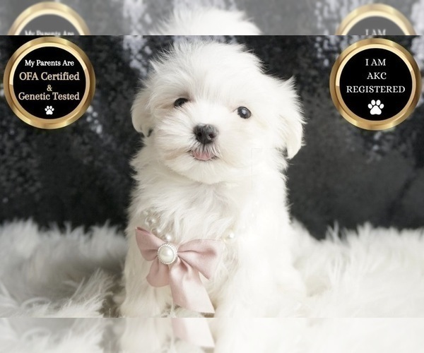 Medium Photo #102 Maltese Puppy For Sale in WARSAW, IN, USA