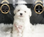 Small Photo #102 Maltese Puppy For Sale in WARSAW, IN, USA