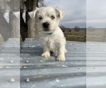 Small #25 West Highland White Terrier