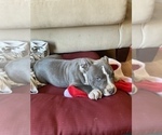 Small Photo #1 American Bully Puppy For Sale in LUBBOCK, TX, USA