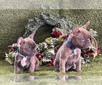 Small Photo #8 French Bulldog Puppy For Sale in FAYETTEVILLE, GA, USA