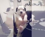 Puppy 1 American Pit Bull Terrier-Olde English Bulldogge Mix