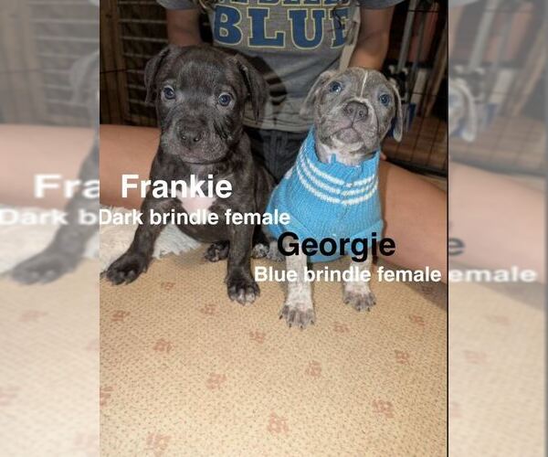 Medium Photo #2 Mutt Puppy For Sale in Belleville, MI, USA