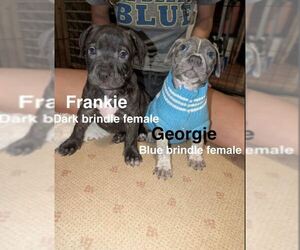 Frankie - Female Mutt Dog for Adoption - Photo #2