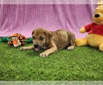 Small #11 Catahoula Leopard Dog