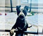 Small #2 Dutch Shepherd  Mix