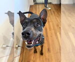 Small #9 Australian Kelpie Mix