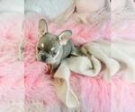 Small #13 French Bulldog