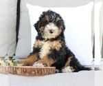 Small Photo #3 Bernedoodle (Miniature) Puppy For Sale in EPHRATA, PA, USA