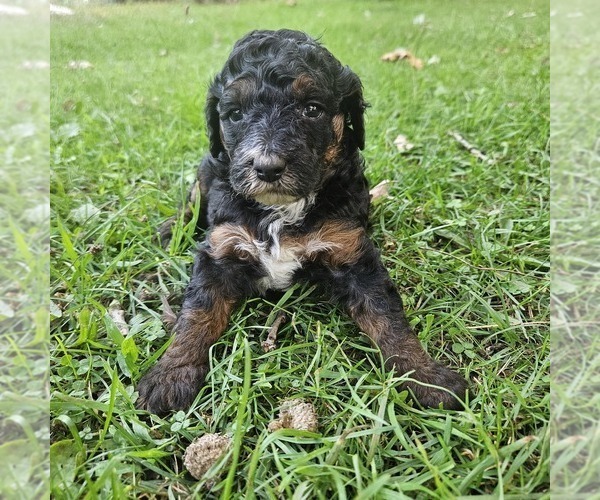 Medium Photo #4 Poodle (Miniature) Puppy For Sale in WHITEWATER, WI, USA