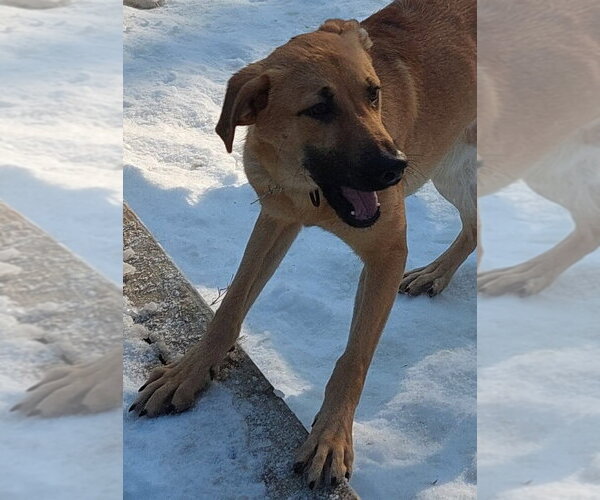 Medium Photo #2 Black Mouth Cur-Unknown Mix Puppy For Sale in Boston, MA, USA