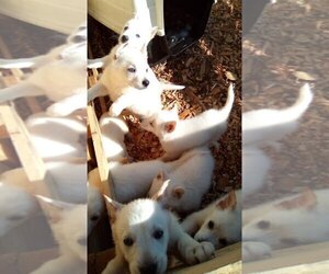 Alaskan Husky-German Shepherd Dog Mix Puppy for sale in FERN CREEK, KY, USA
