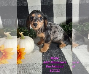 Dachshund Puppy for Sale in SHIPSHEWANA, Indiana USA