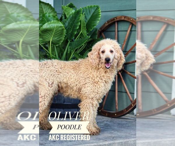 Medium Photo #1 Goldendoodle Puppy For Sale in FORT WORTH, TX, USA