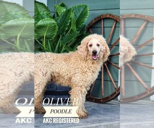 Father of the Goldendoodle puppies born on 01/25/2025