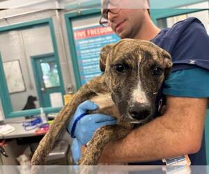 American Pit Bull Terrier-Pointer Mix Dogs for adoption in Waco, TX, USA