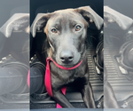 Small #2 Labrador Retriever Mix
