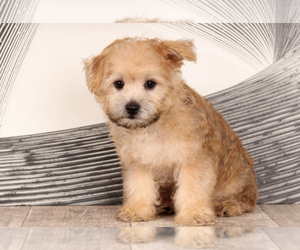 Morkie Puppy for sale in WESTPOINT, IN, USA